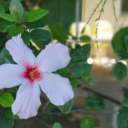 度假居 Casa Ibiscus 马尔萨拉